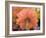 USA, Washington State, Pacific Northwest, Sammamish close-up of State Fair Zinnia-Sylvia Gulin-Framed Photographic Print