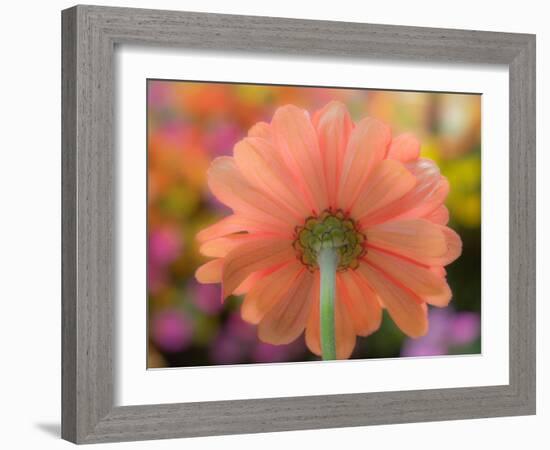 USA, Washington State, Pacific Northwest, Sammamish close-up of State Fair Zinnia-Sylvia Gulin-Framed Photographic Print