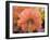 USA, Washington State, Pacific Northwest, Sammamish close-up of State Fair Zinnia-Sylvia Gulin-Framed Photographic Print