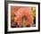 USA, Washington State, Pacific Northwest, Sammamish close-up of State Fair Zinnia-Sylvia Gulin-Framed Photographic Print