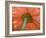 USA, Washington State, Pacific Northwest, Sammamish close-up of State Fair Zinnia-Sylvia Gulin-Framed Photographic Print