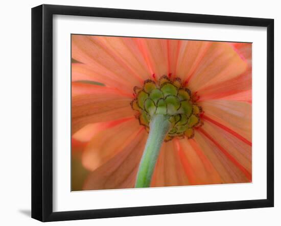 USA, Washington State, Pacific Northwest, Sammamish close-up of State Fair Zinnia-Sylvia Gulin-Framed Photographic Print