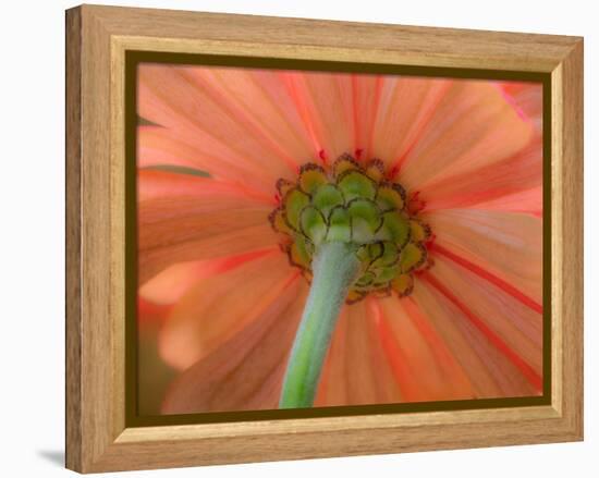 USA, Washington State, Pacific Northwest, Sammamish close-up of State Fair Zinnia-Sylvia Gulin-Framed Premier Image Canvas