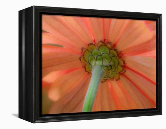 USA, Washington State, Pacific Northwest, Sammamish close-up of State Fair Zinnia-Sylvia Gulin-Framed Premier Image Canvas