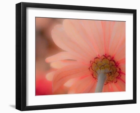 USA, Washington State, Pacific Northwest, Sammamish close-up of State Fair Zinnia-Sylvia Gulin-Framed Photographic Print