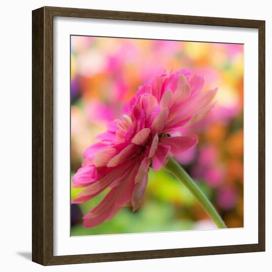 USA, Washington State, Pacific Northwest, Sammamish close-up of State Fair Zinnia-Sylvia Gulin-Framed Photographic Print