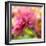 USA, Washington State, Pacific Northwest, Sammamish close-up of State Fair Zinnia-Sylvia Gulin-Framed Photographic Print