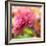 USA, Washington State, Pacific Northwest, Sammamish close-up of State Fair Zinnia-Sylvia Gulin-Framed Photographic Print