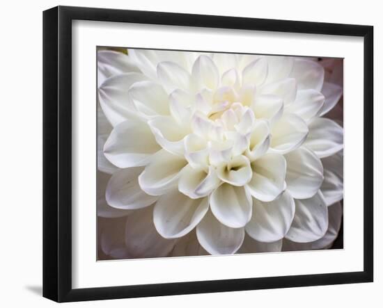 USA, Washington State, Pacific Northwest Sammamish Dahlia flowers in bloom-Sylvia Gulin-Framed Photographic Print