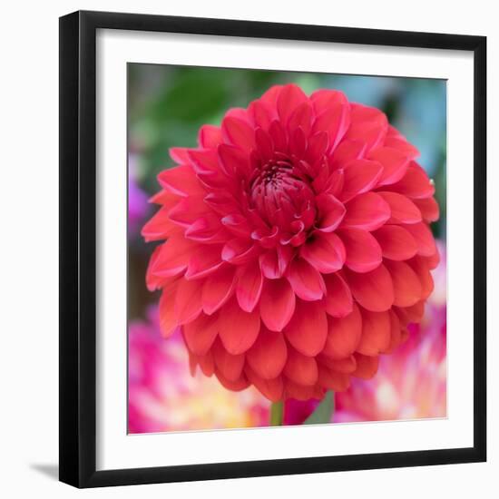 USA, Washington State, Pacific Northwest Sammamish Dahlia flowers in bloom-Sylvia Gulin-Framed Photographic Print