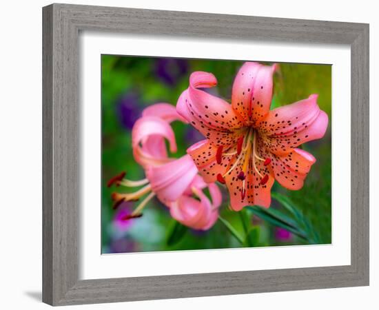 USA, Washington State, Pacific Northwest Sammamish Orange Tiger Lily close up-Sylvia Gulin-Framed Photographic Print