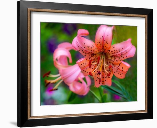 USA, Washington State, Pacific Northwest Sammamish Orange Tiger Lily close up-Sylvia Gulin-Framed Photographic Print