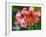 USA, Washington State, Pacific Northwest Sammamish Orange Tiger Lily close up-Sylvia Gulin-Framed Photographic Print