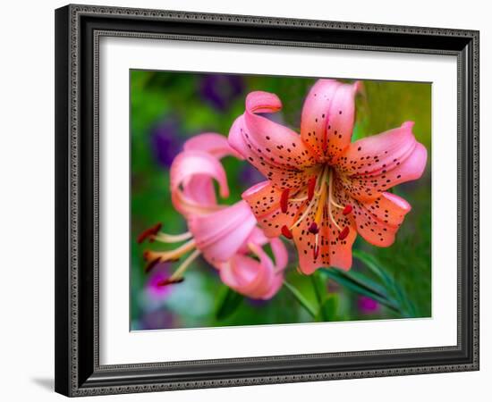 USA, Washington State, Pacific Northwest Sammamish Orange Tiger Lily close up-Sylvia Gulin-Framed Photographic Print