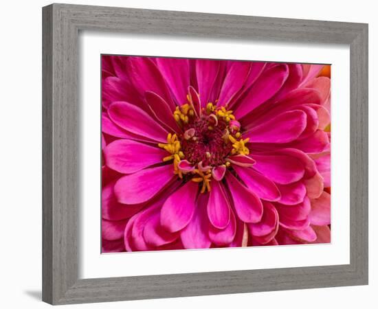 USA, Washington State, Pacific Northwest Sammamish pink Zinnia close up-Sylvia Gulin-Framed Photographic Print