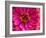 USA, Washington State, Pacific Northwest Sammamish pink Zinnia close up-Sylvia Gulin-Framed Photographic Print