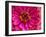 USA, Washington State, Pacific Northwest Sammamish pink Zinnia close up-Sylvia Gulin-Framed Photographic Print