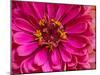 USA, Washington State, Pacific Northwest Sammamish pink Zinnia close up-Sylvia Gulin-Mounted Photographic Print