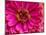 USA, Washington State, Pacific Northwest Sammamish pink Zinnia close up-Sylvia Gulin-Mounted Photographic Print