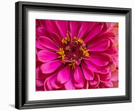 USA, Washington State, Pacific Northwest Sammamish pink Zinnia close up-Sylvia Gulin-Framed Photographic Print