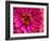 USA, Washington State, Pacific Northwest Sammamish pink Zinnia close up-Sylvia Gulin-Framed Photographic Print