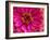 USA, Washington State, Pacific Northwest Sammamish pink Zinnia close up-Sylvia Gulin-Framed Photographic Print