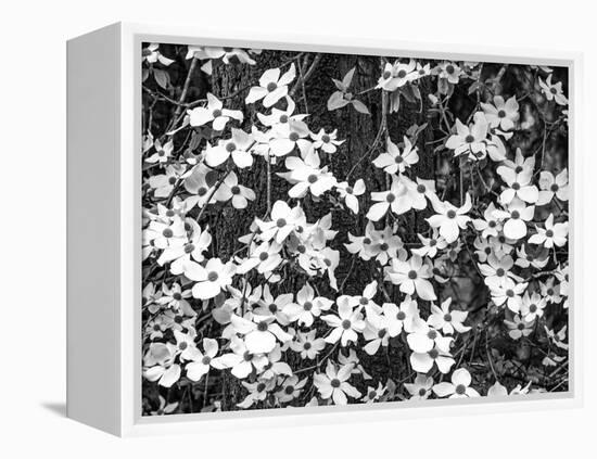 USA, Washington State, Pacific Northwest Sammamish White Dogwood blooming early spring-Sylvia Gulin-Framed Premier Image Canvas