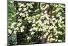 USA, Washington State, Pacific Northwest Sammamish White Dogwood blooming early spring-Sylvia Gulin-Mounted Photographic Print