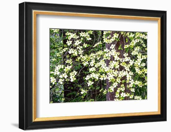 USA, Washington State, Pacific Northwest Sammamish White Dogwood blooming early spring-Sylvia Gulin-Framed Photographic Print
