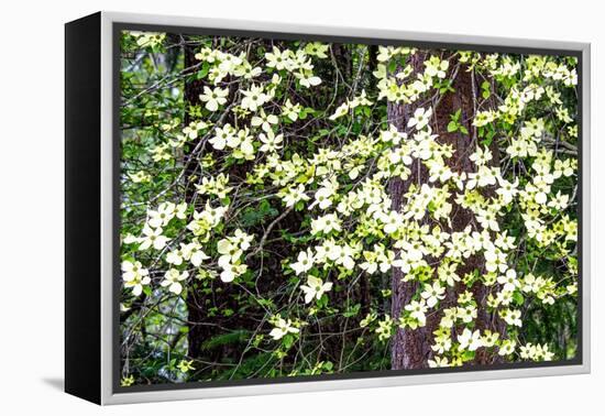 USA, Washington State, Pacific Northwest Sammamish White Dogwood blooming early spring-Sylvia Gulin-Framed Premier Image Canvas