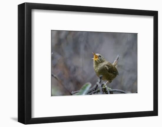 USA, Washington State. Pacific Wren, Troglodytes pacificus, singing from a perch.-Gary Luhm-Framed Photographic Print