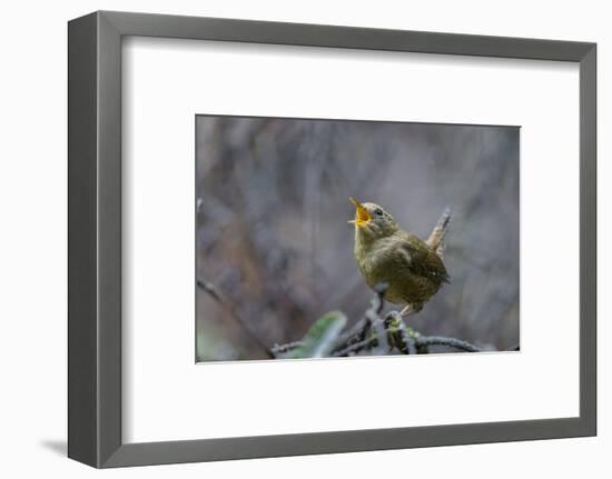 USA, Washington State. Pacific Wren, Troglodytes pacificus, singing from a perch.-Gary Luhm-Framed Photographic Print