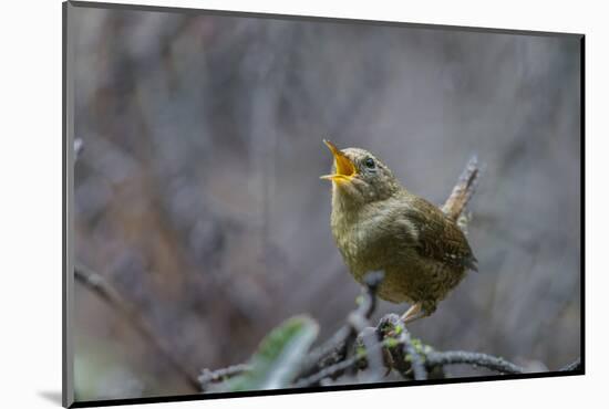 USA, Washington State. Pacific Wren, Troglodytes pacificus, singing from a perch.-Gary Luhm-Mounted Photographic Print