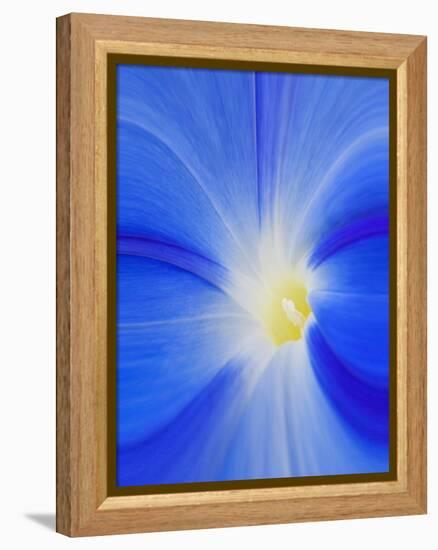 USA, Washington State, Palouse. Close-up of a Morning Glory Flower-Dennis Flaherty-Framed Premier Image Canvas