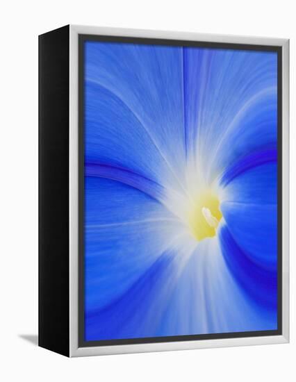 USA, Washington State, Palouse. Close-up of a Morning Glory Flower-Dennis Flaherty-Framed Premier Image Canvas