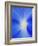 USA, Washington State, Palouse. Close-up of a Morning Glory Flower-Dennis Flaherty-Framed Photographic Print