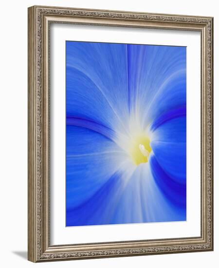 USA, Washington State, Palouse. Close-up of a Morning Glory Flower-Dennis Flaherty-Framed Photographic Print