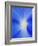 USA, Washington State, Palouse. Close-up of a Morning Glory Flower-Dennis Flaherty-Framed Photographic Print