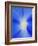 USA, Washington State, Palouse. Close-up of a Morning Glory Flower-Dennis Flaherty-Framed Photographic Print