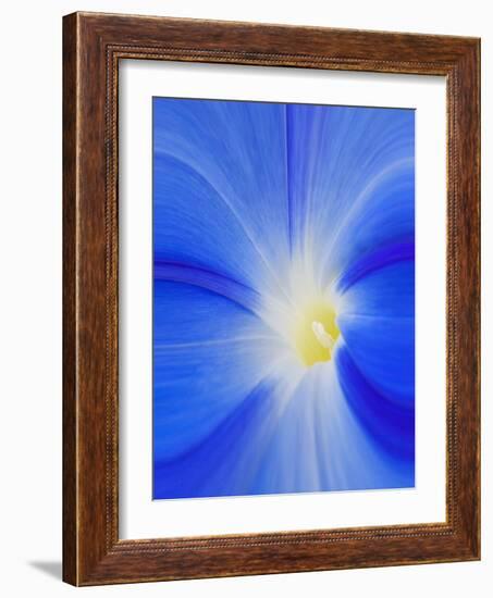 USA, Washington State, Palouse. Close-up of a Morning Glory Flower-Dennis Flaherty-Framed Photographic Print