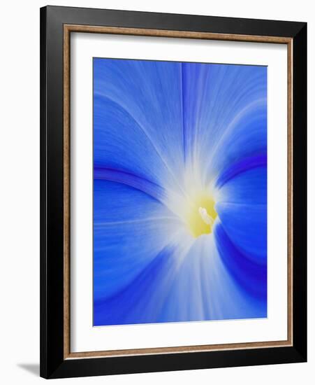 USA, Washington State, Palouse. Close-up of a Morning Glory Flower-Dennis Flaherty-Framed Photographic Print