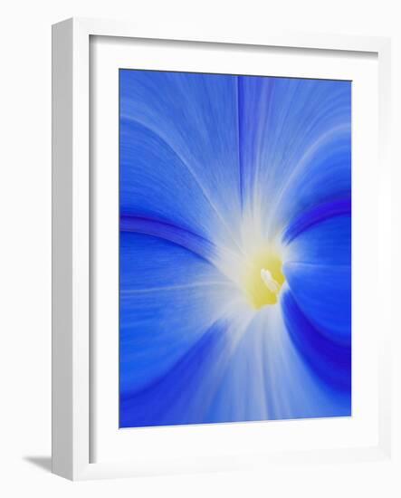 USA, Washington State, Palouse. Close-up of a Morning Glory Flower-Dennis Flaherty-Framed Photographic Print