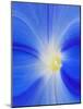 USA, Washington State, Palouse. Close-up of a Morning Glory Flower-Dennis Flaherty-Mounted Photographic Print