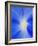 USA, Washington State, Palouse. Close-up of a Morning Glory Flower-Dennis Flaherty-Framed Photographic Print