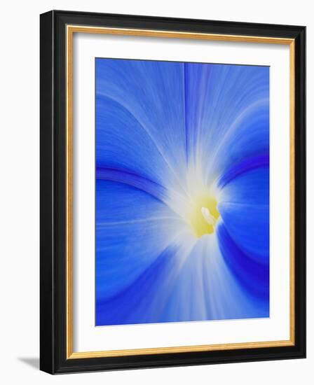 USA, Washington State, Palouse. Close-up of a Morning Glory Flower-Dennis Flaherty-Framed Photographic Print