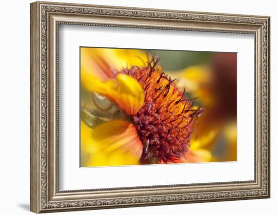 USA, Washington State, Palouse. Close-up of a Sunflower-Dennis Flaherty-Framed Photographic Print