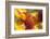 USA, Washington State, Palouse. Close-up of a Sunflower-Dennis Flaherty-Framed Photographic Print