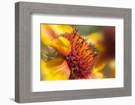 USA, Washington State, Palouse. Close-up of a Sunflower-Dennis Flaherty-Framed Photographic Print