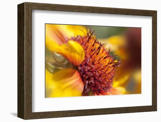 USA, Washington State, Palouse. Close-up of a Sunflower-Dennis Flaherty-Framed Photographic Print