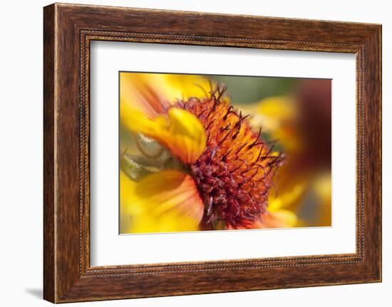 USA, Washington State, Palouse. Close-up of a Sunflower-Dennis Flaherty-Framed Photographic Print